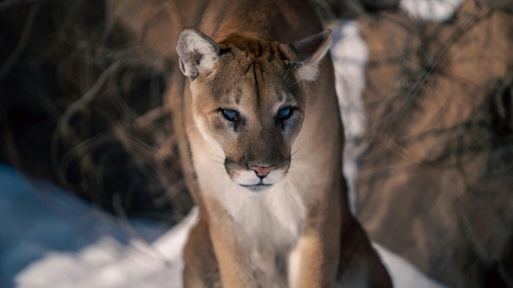 Beautiful close-up of a wild cougar in a snowy wilderness setting, showcasing its majestic features and natural habitat.